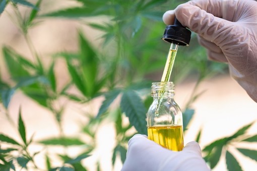 person holding CBD oil in front of cannabis plants